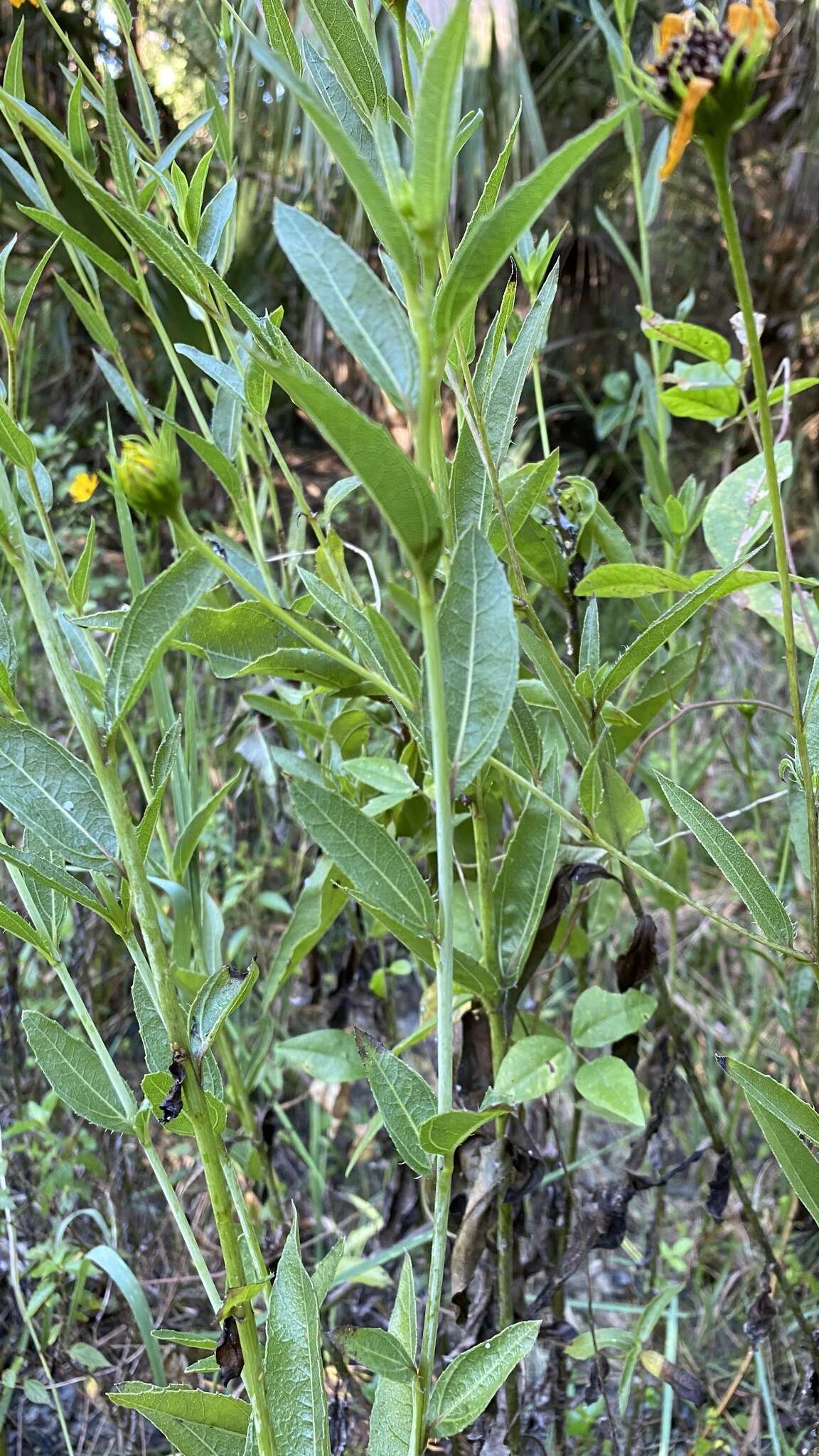 Image of prairie sunflower