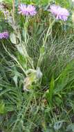 Image de Erigeron caucasicus subsp. venustus (Botsch.) Grierson