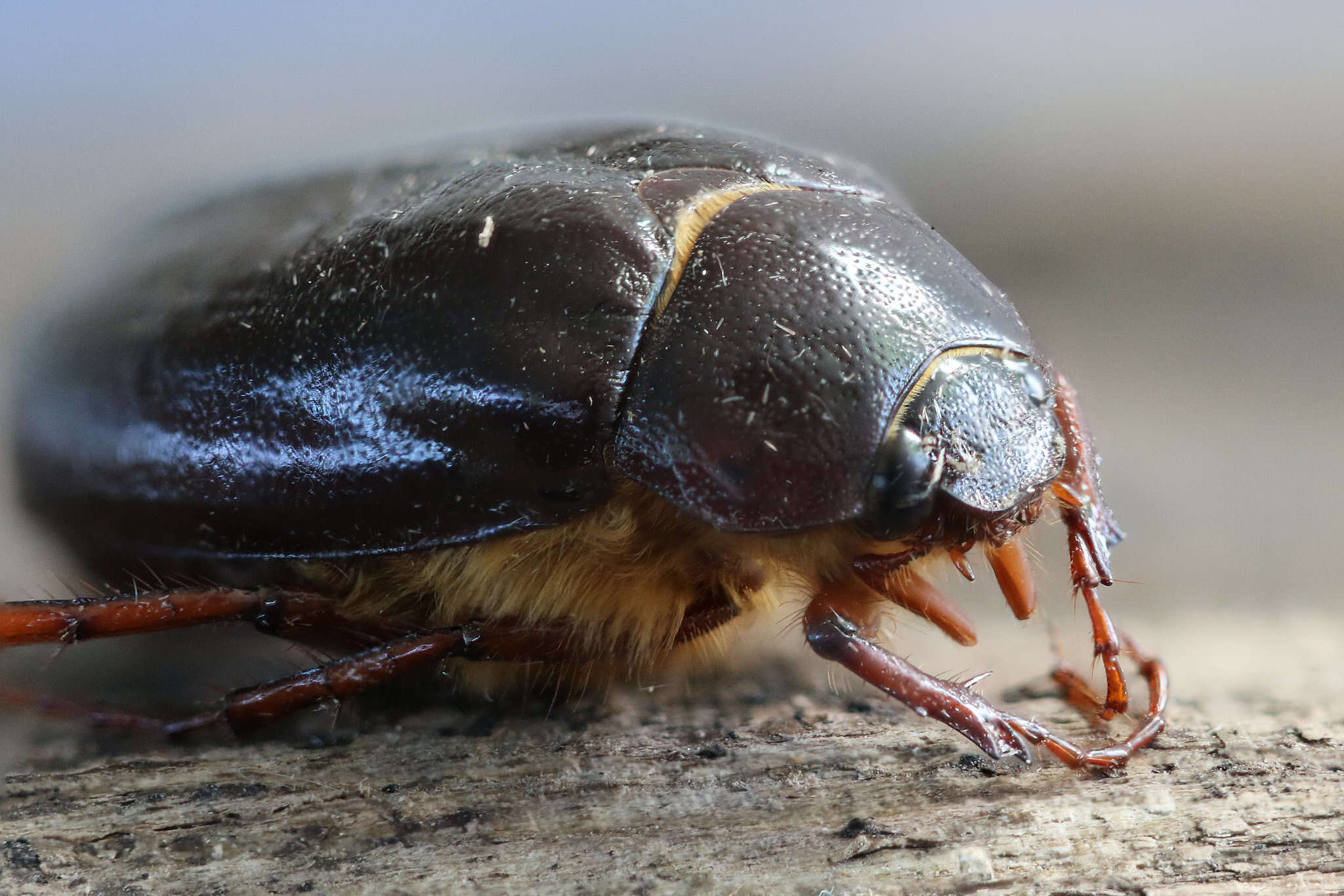 Image of Phyllophaga (Phyllophaga) anxia (Le Conte 1850)