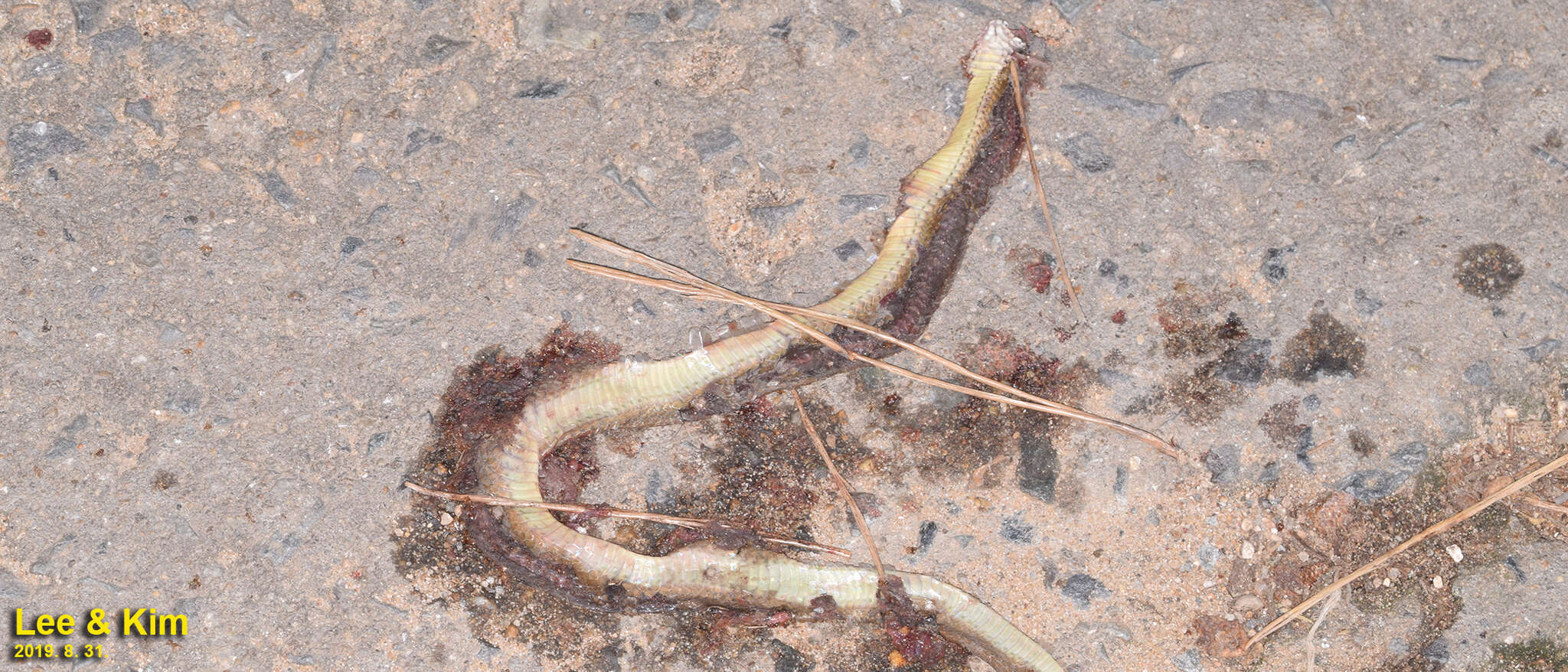 Image of Japanese Keelback