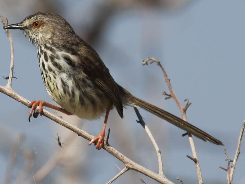 Image of Prinia Horsfield 1821