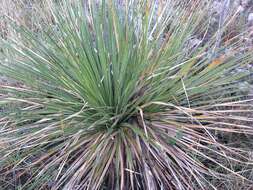 Image of Texas sotol