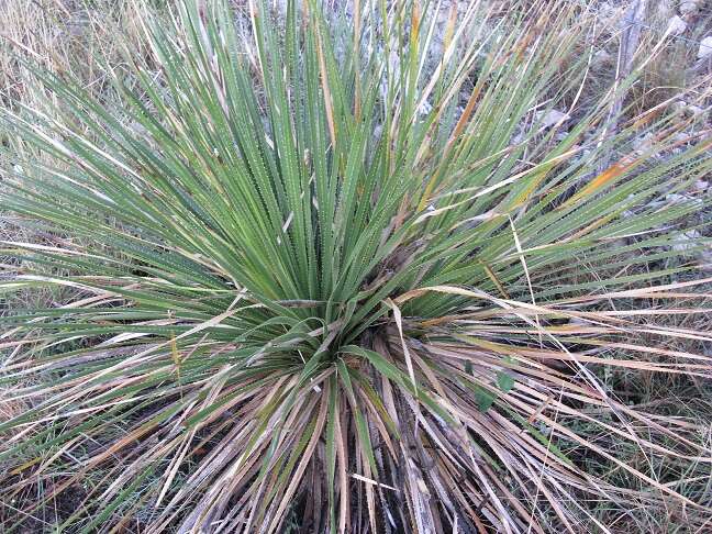 Image of Texas sotol