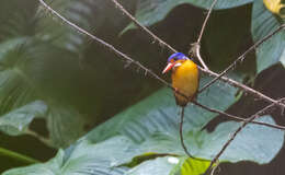 Image of Dimorphic Dwarf Kingfisher