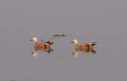 Image of Ruddy Shelduck