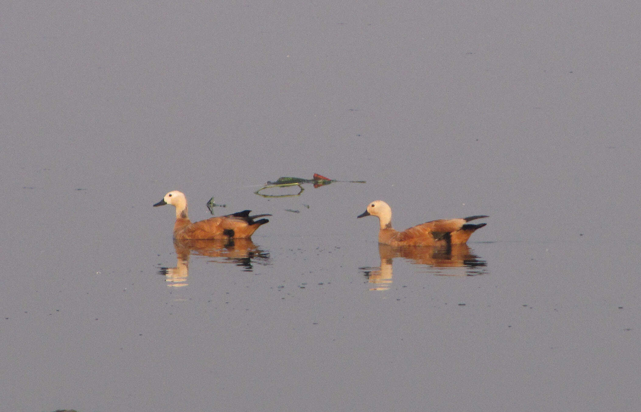 Image of Ruddy Shelduck