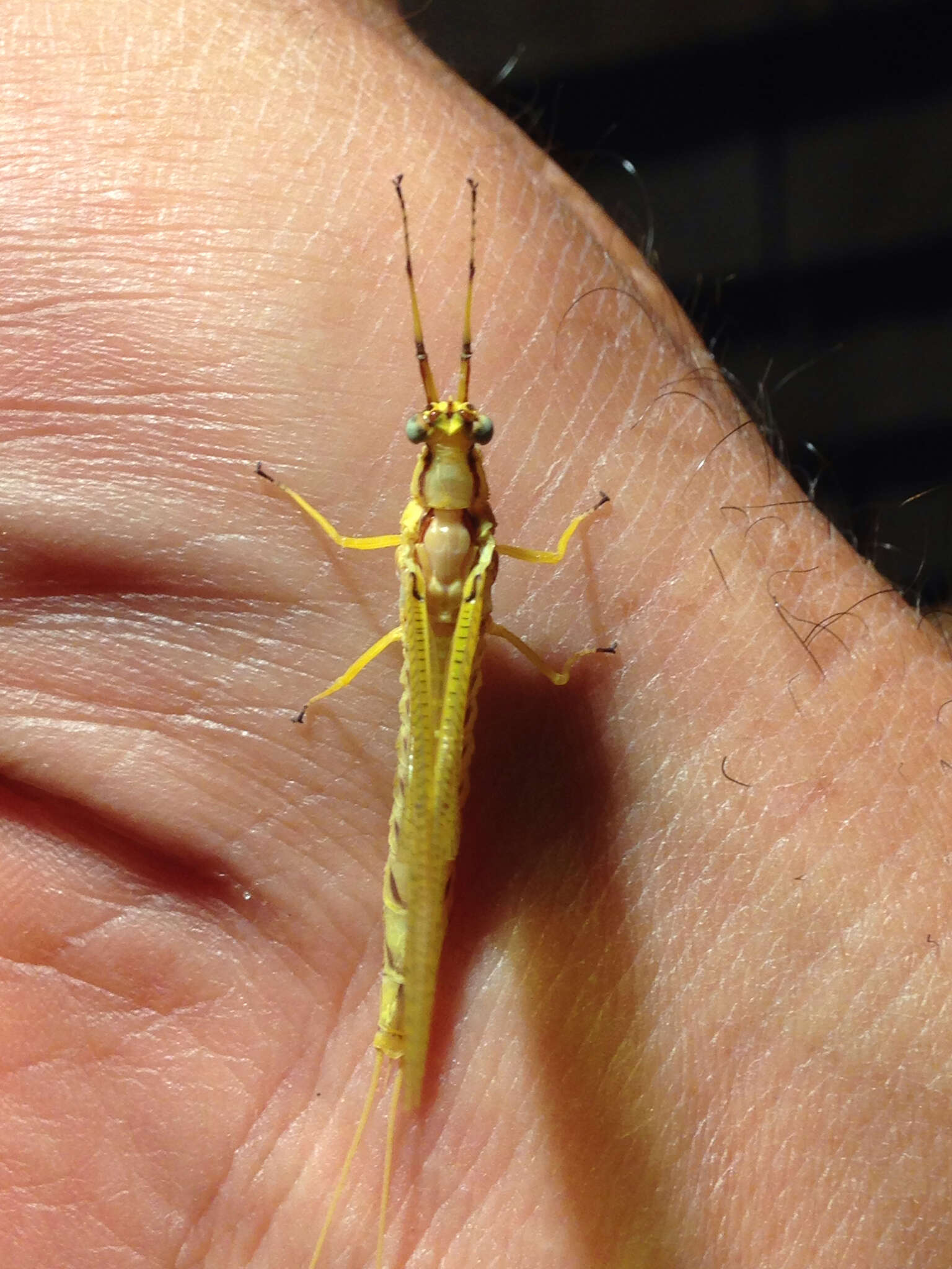 Image of Hexagenia Mayfly