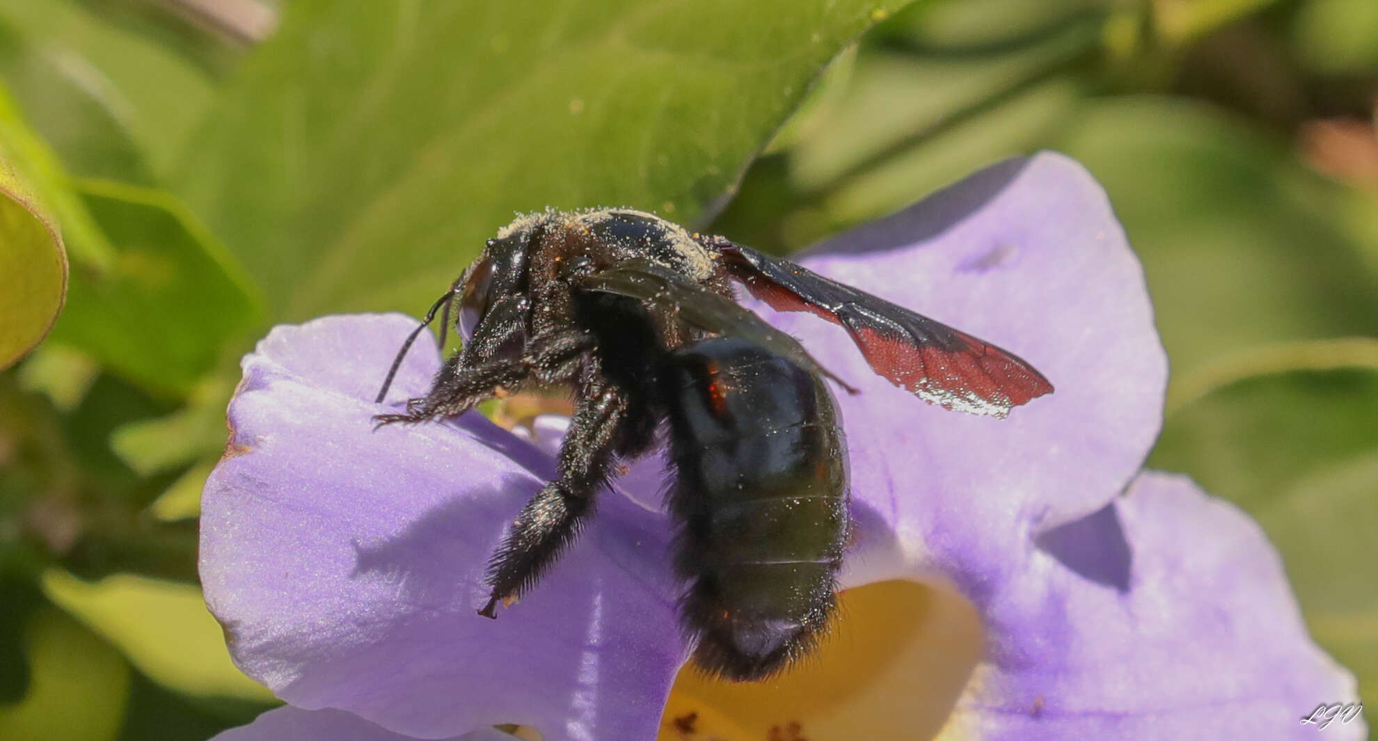 Plancia ëd Xylocopa fimbriata Fabricius 1804