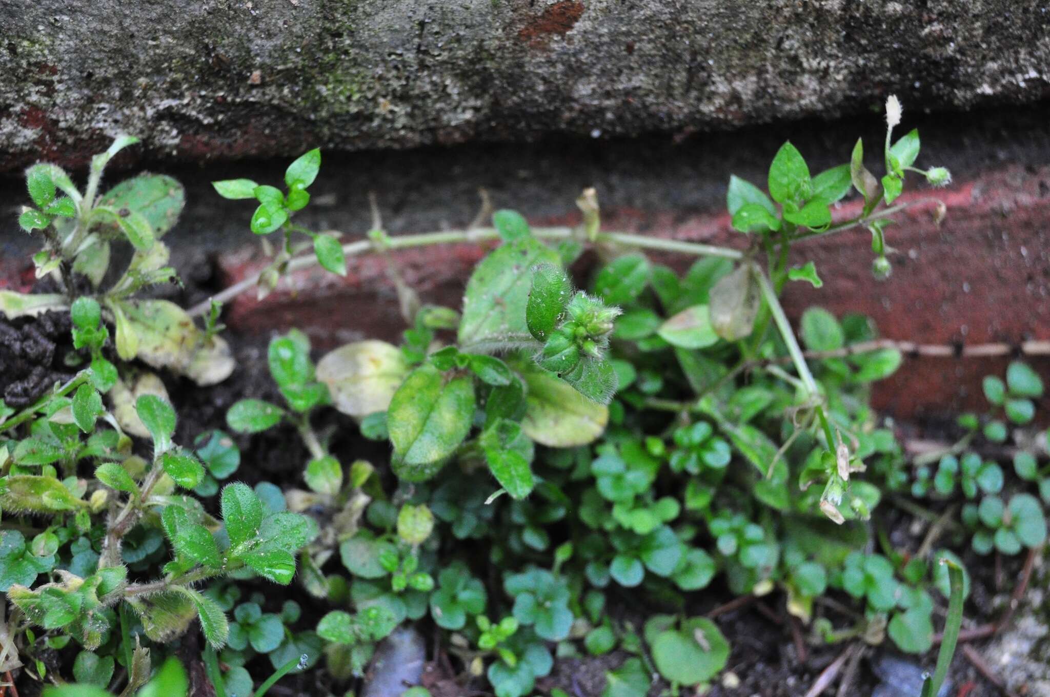 Image of sticky chickweed