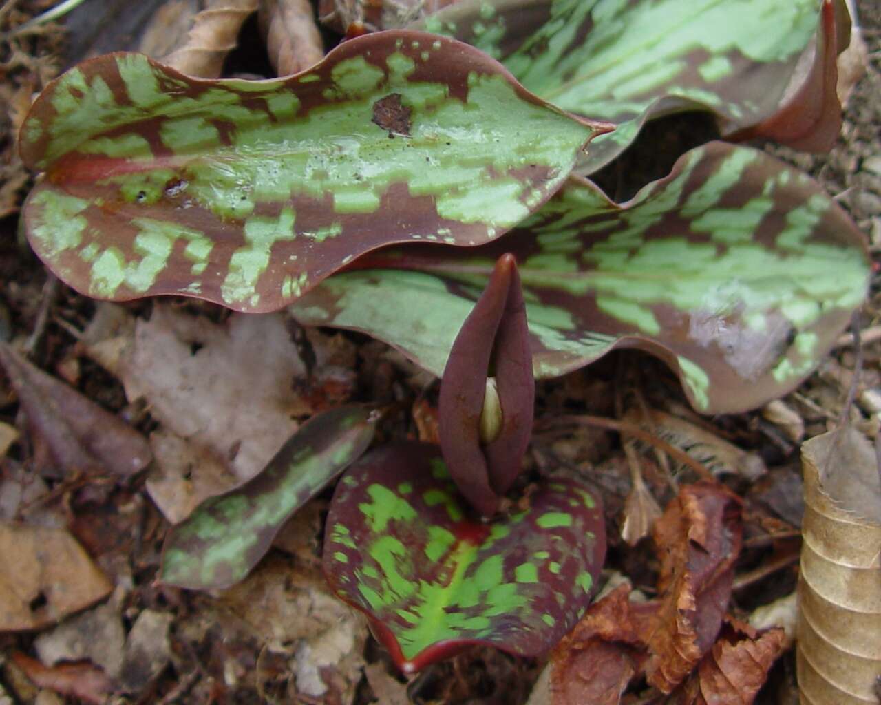 Image of Erythronium japonicum Decne.