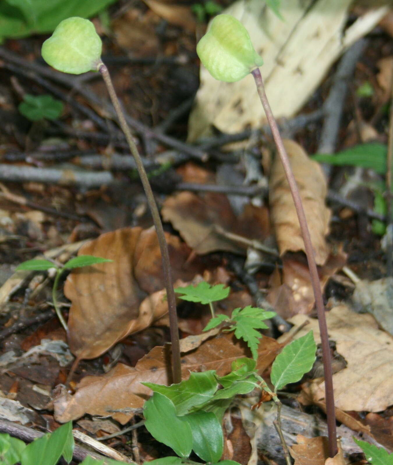 Image of Erythronium japonicum Decne.