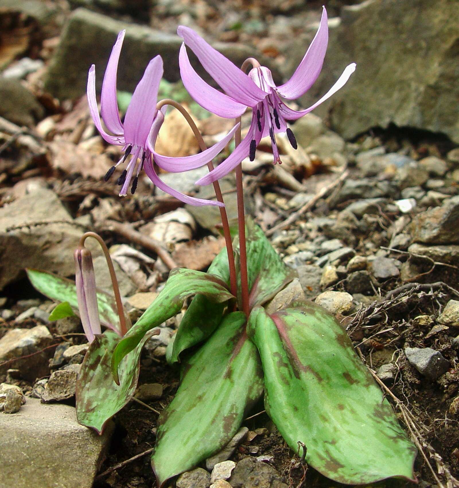 Image of Erythronium japonicum Decne.