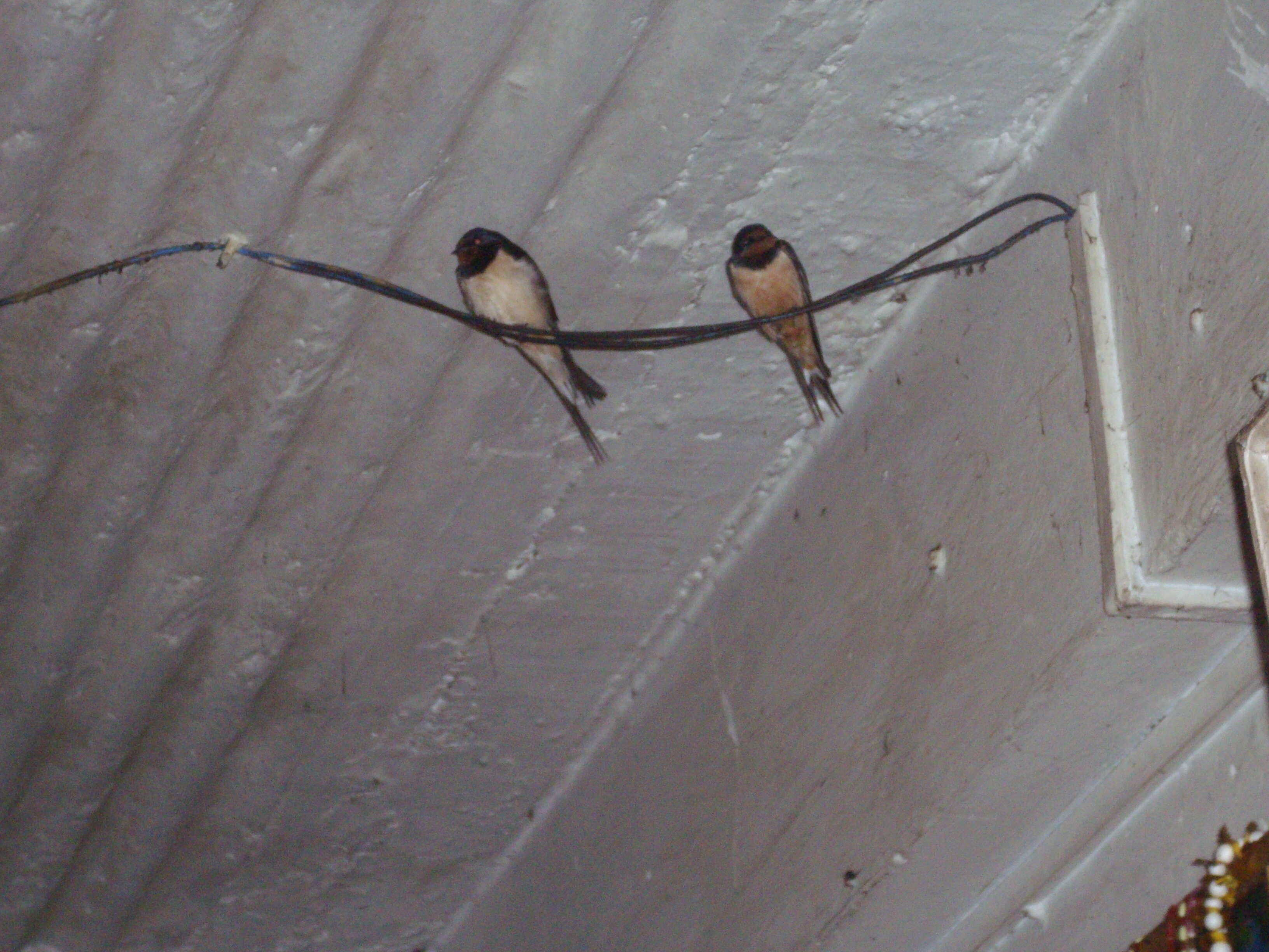 Image of Hirundo Linnaeus 1758