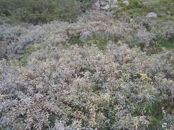 Image of Salix lapponum L.