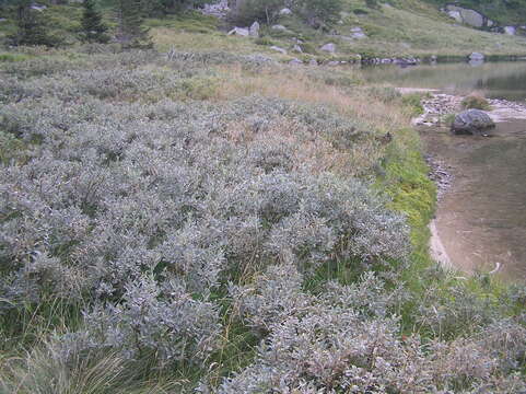 Imagem de Salix lapponum L.