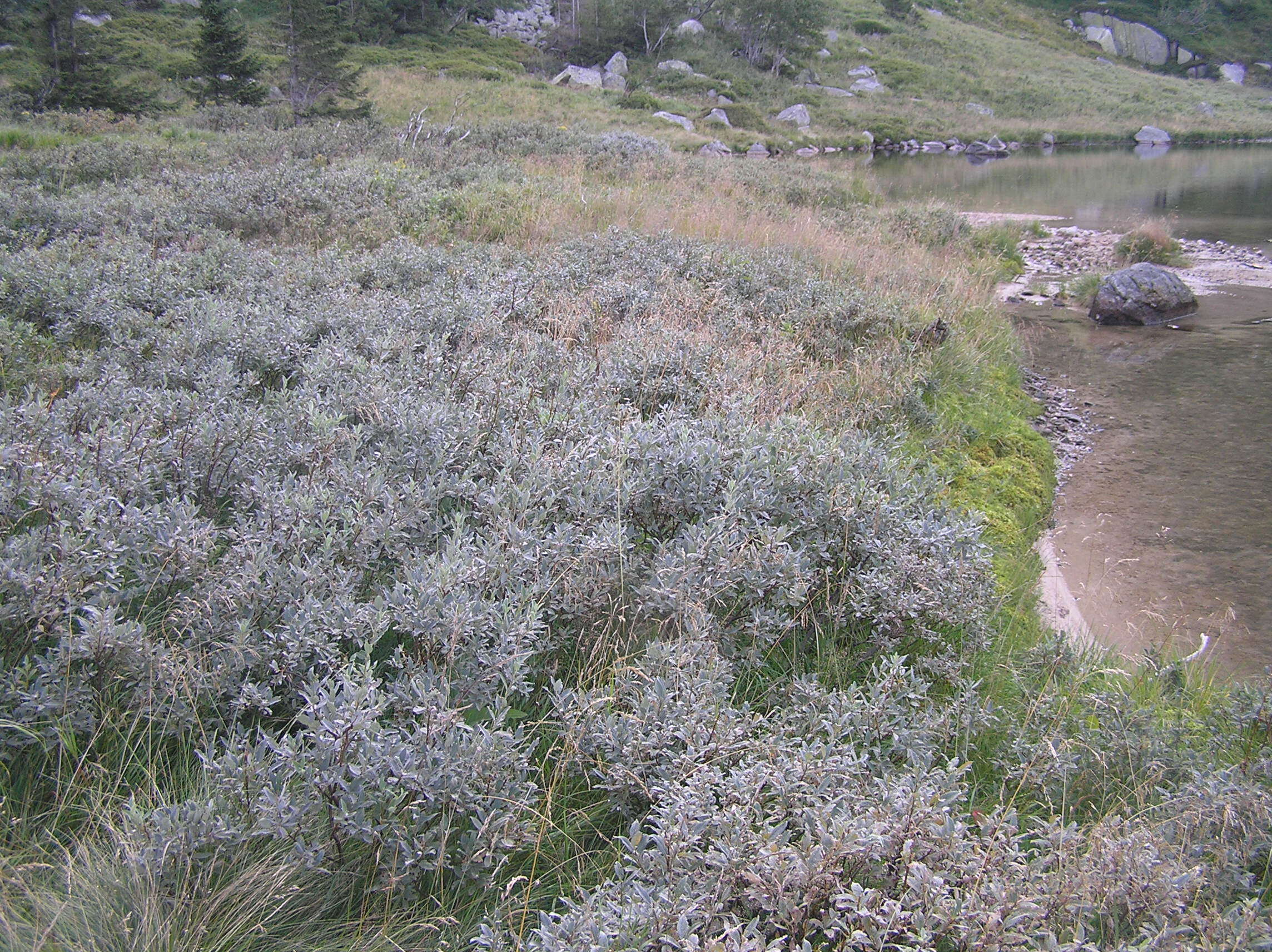 Image of Salix lapponum L.