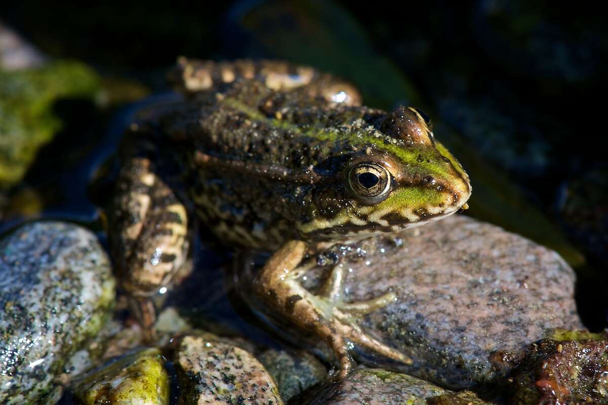 Image of Eurasian Marsh Frog