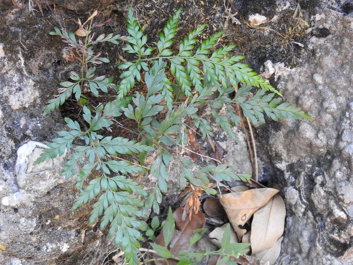 Image of pineland fern