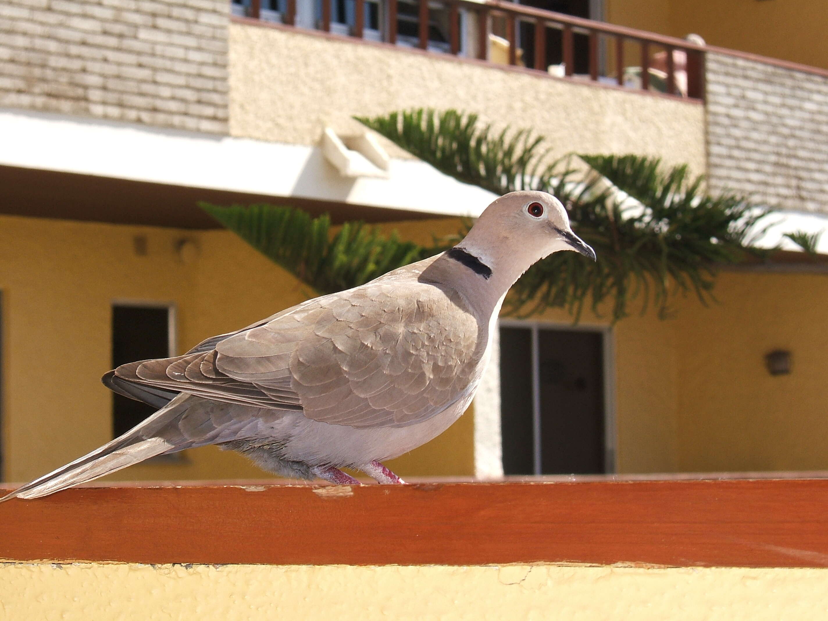 Imagem de Pomba-burguesa