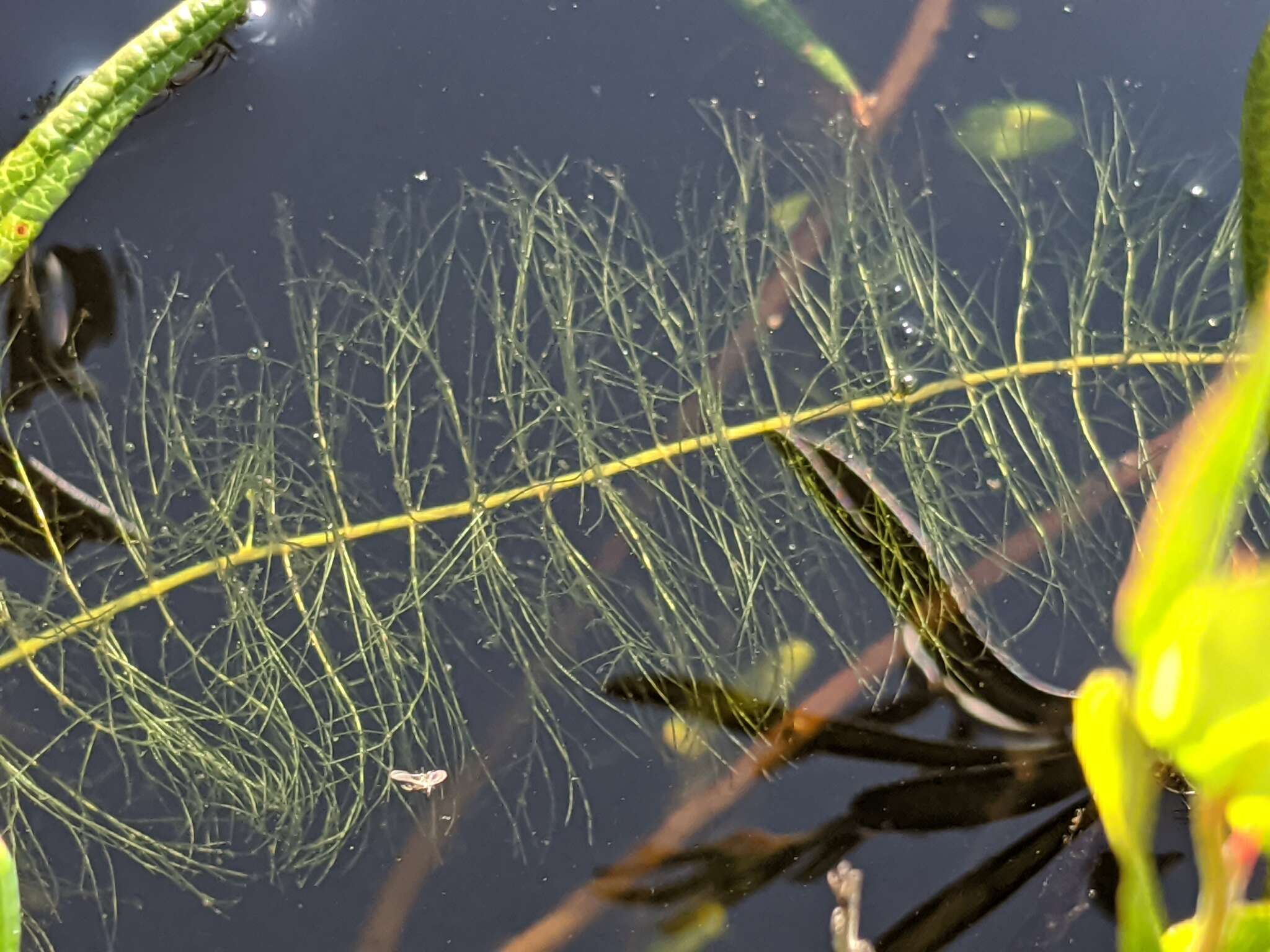 Image of Farwell's Water-Milfoil