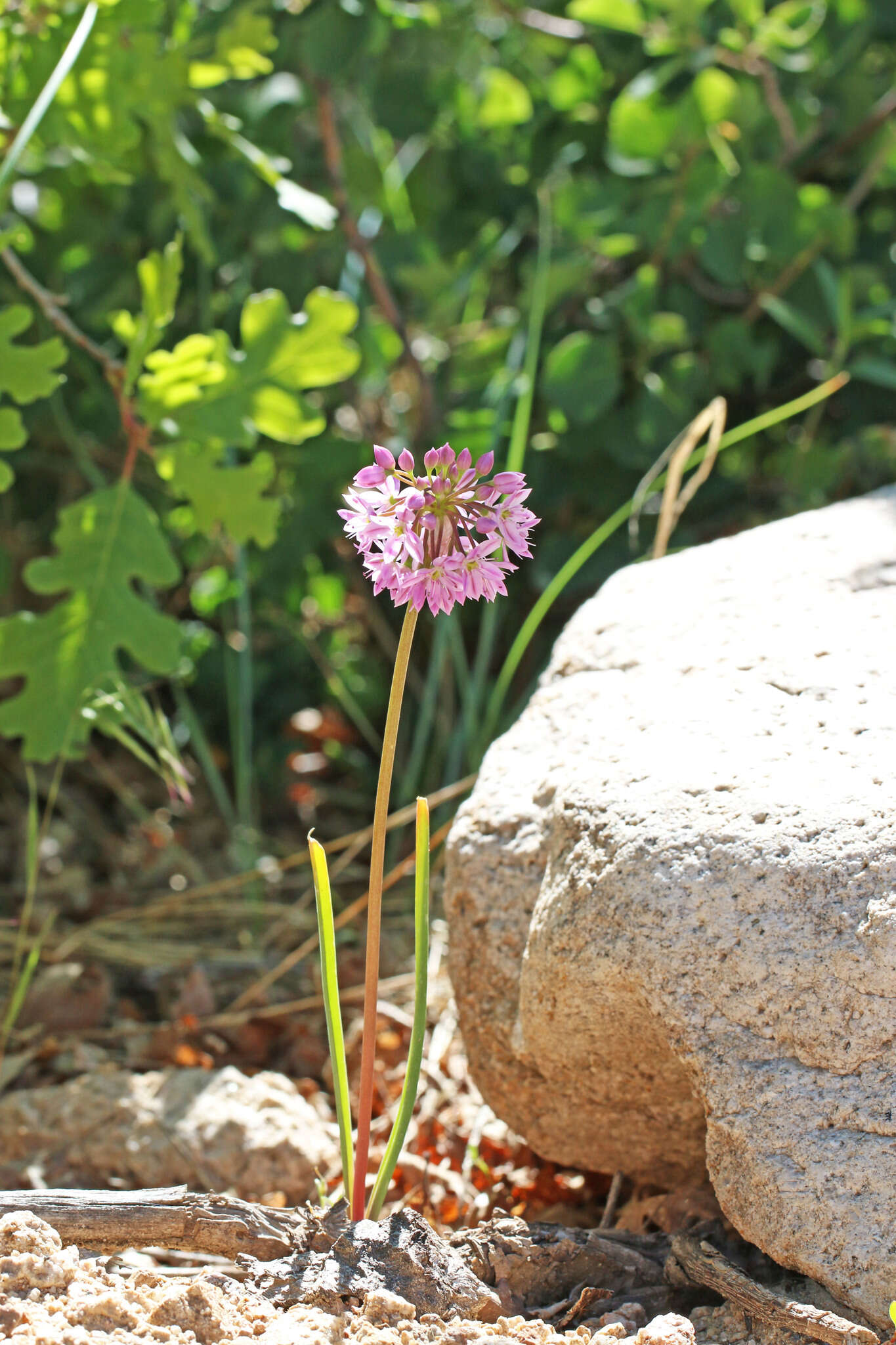 Sivun Allium bisceptrum var. bisceptrum kuva