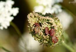 Image of <i>Graphosoma italicum</i>