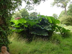 Image of giant rhubarb