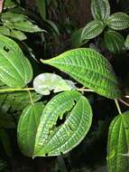 Image of Usambara Three-Horned Chameleon