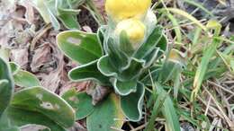 Image of <i>Helichrysum <i>aureum</i></i> var. aureum