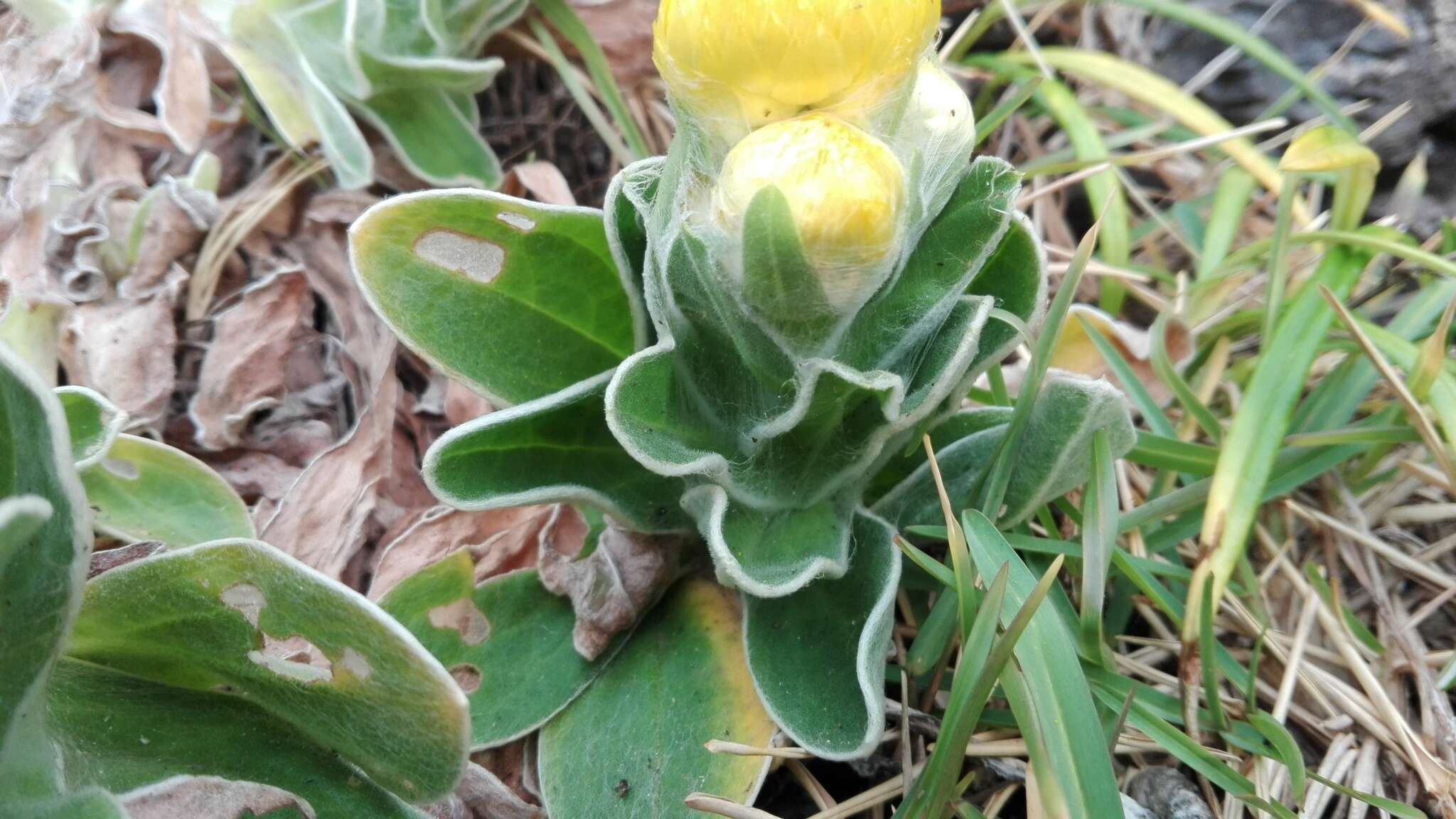 Image of <i>Helichrysum <i>aureum</i></i> var. aureum