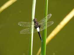 Pseudothemis zonata (Burmeister 1839) resmi