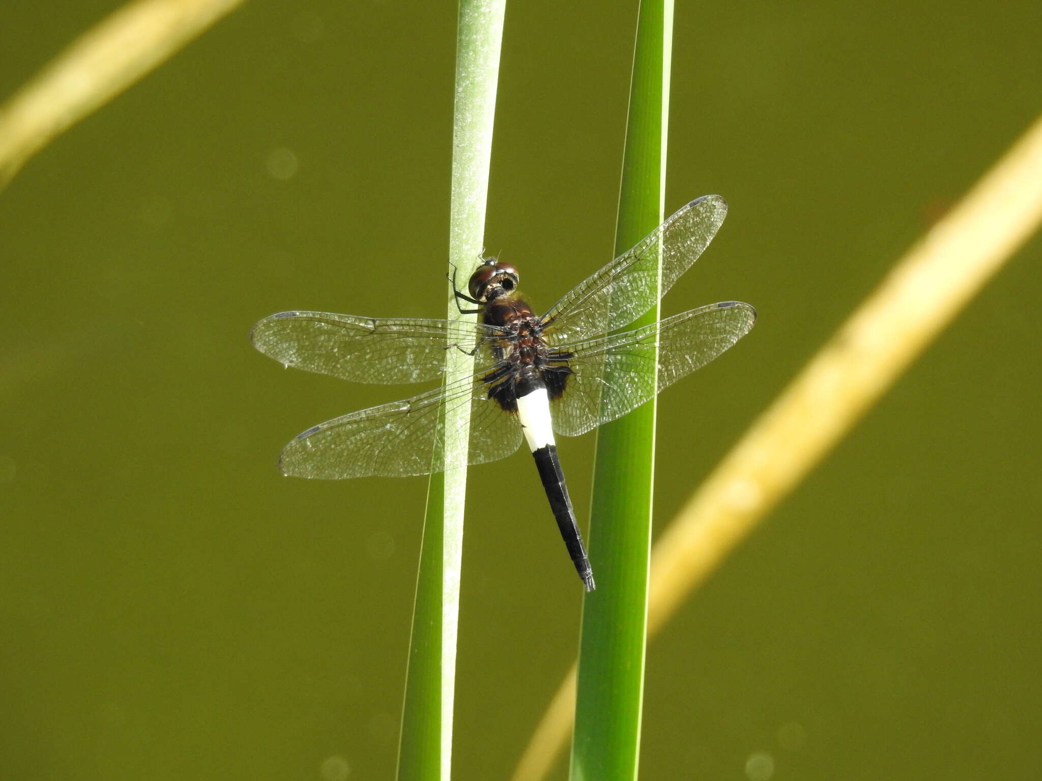 Pseudothemis zonata (Burmeister 1839) resmi