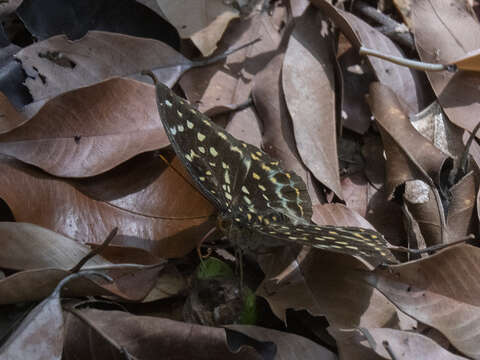 Image of Lexias pardalis dirteara