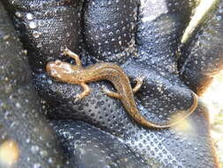 Image of Junaluska Salamander