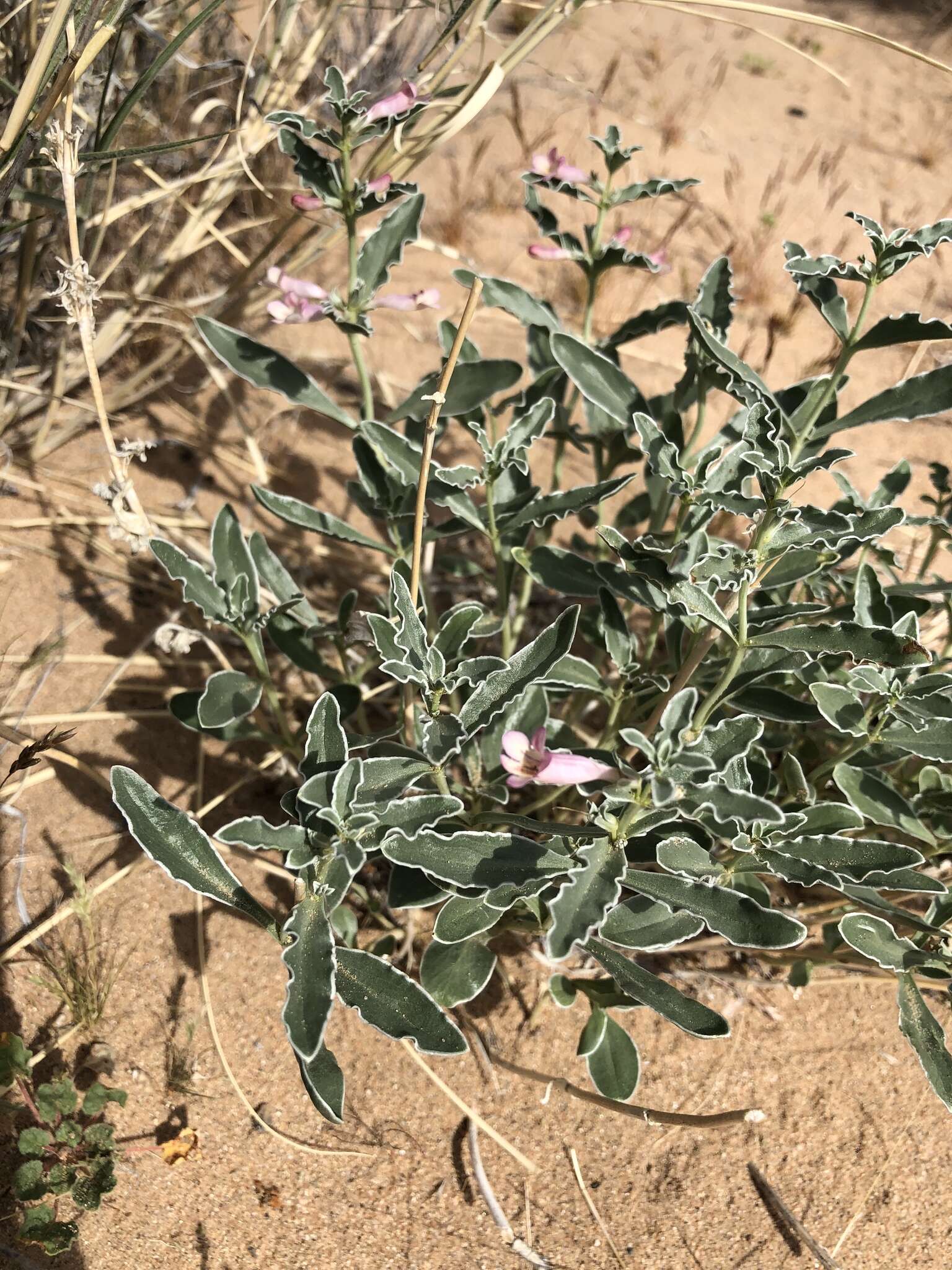 Image de Penstemon albomarginatus M. E. Jones