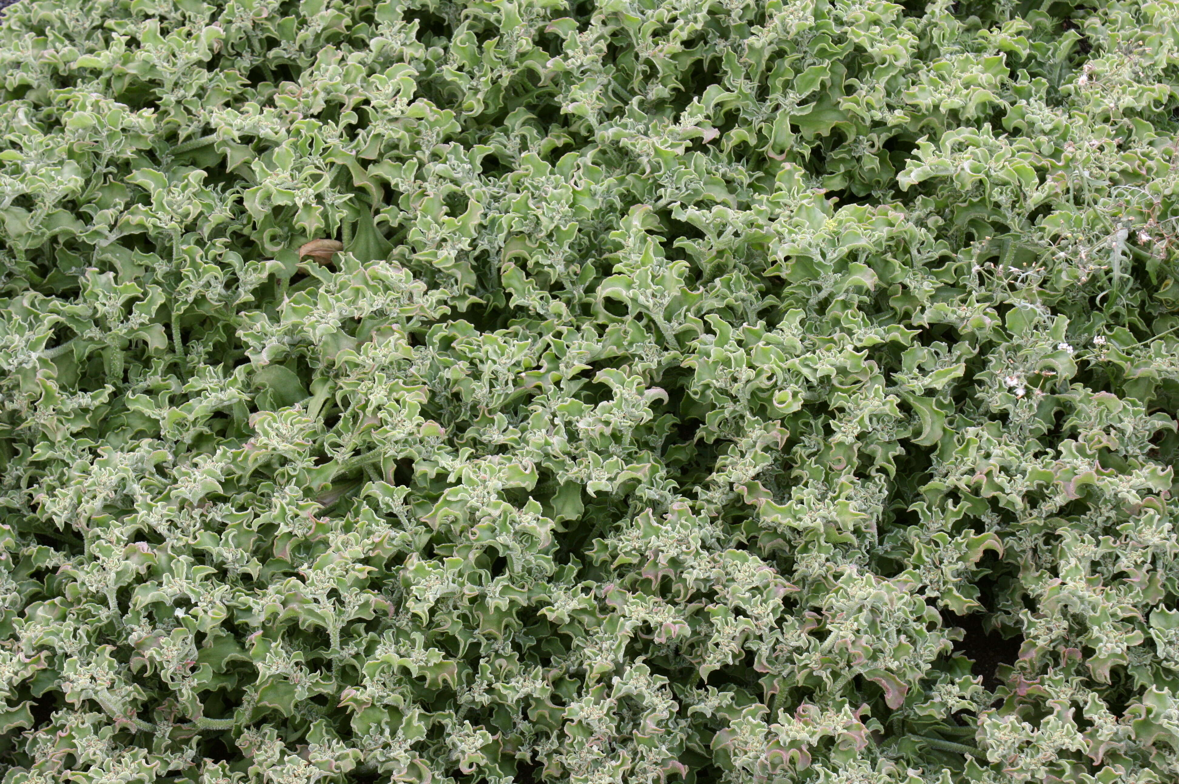 Image of common iceplant