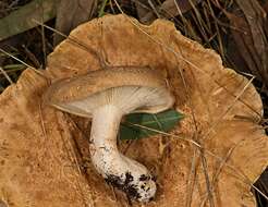 Clitocybe eucalyptorum Cleland 1931 resmi