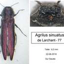 Agrilus sinuatus (Olivier 1790) resmi