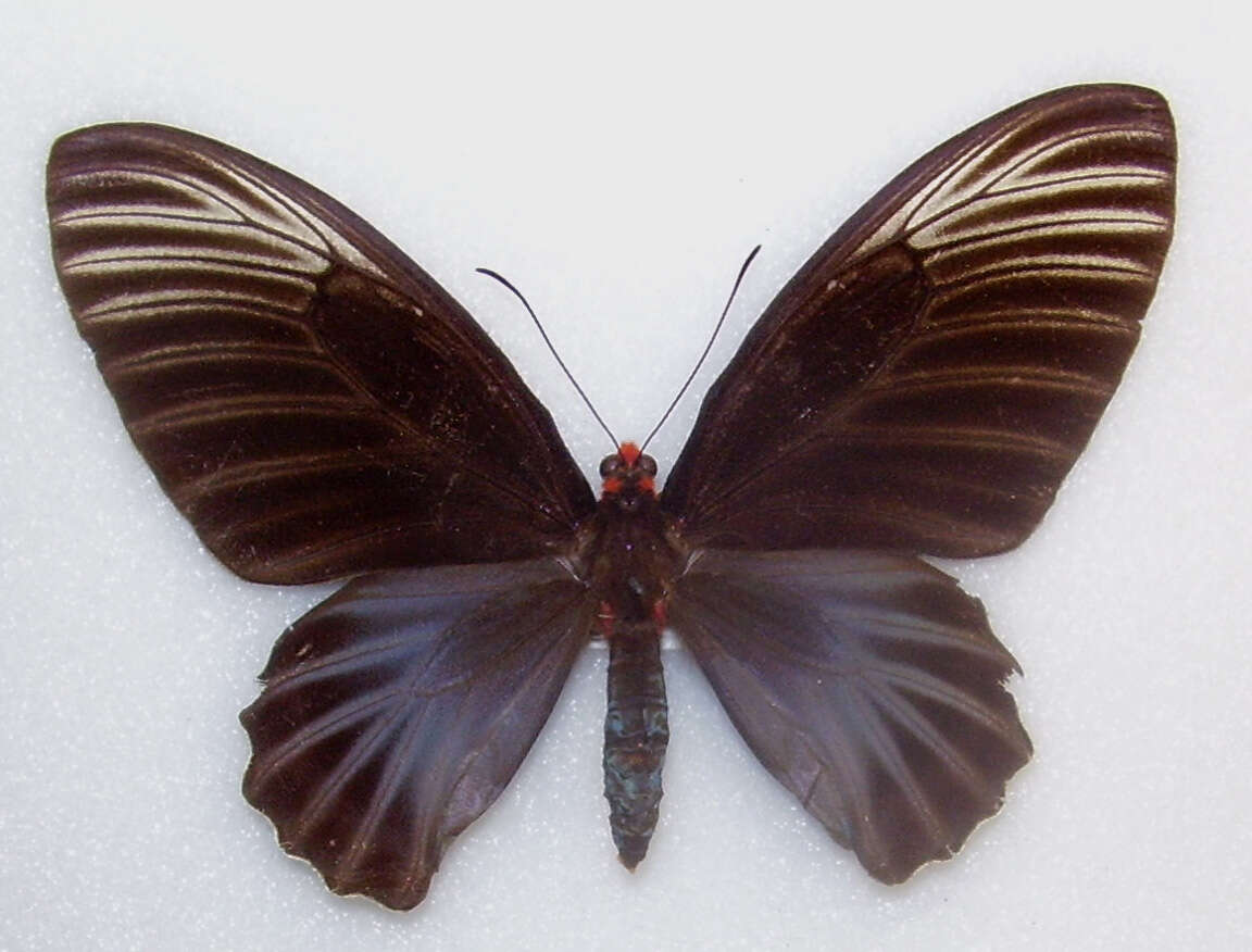 Image of Atrophaneura nox (Swainson 1822)