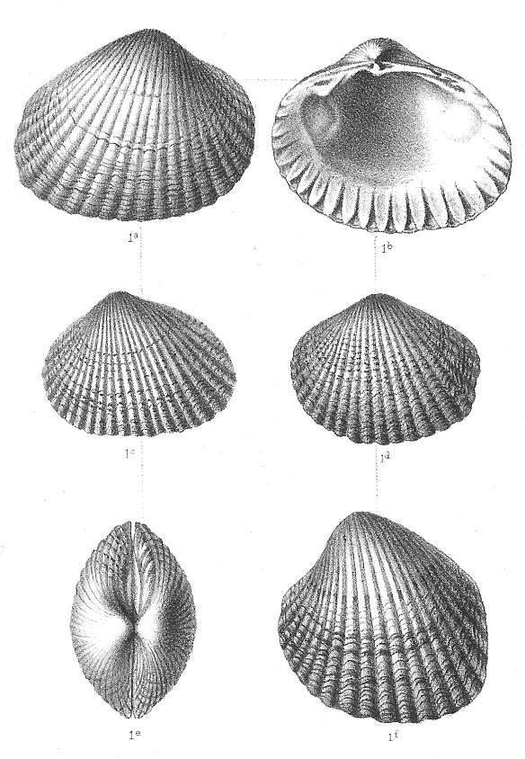 Image de Cerastoderma Poli 1795