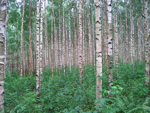 Image of Common Birch