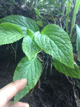 صورة Lobelia physaloides A. Cunn.