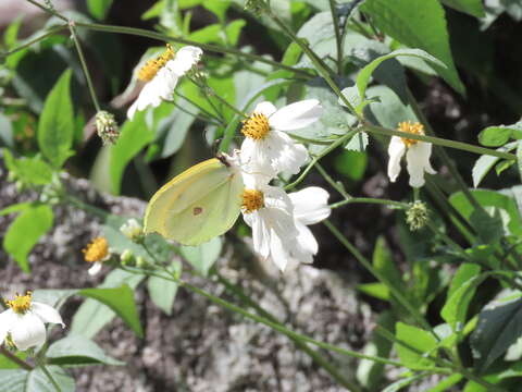 Imagem de Gonepteryx amintha formosana