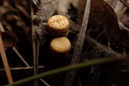 Crucibulum cyathiforme H. J. Brodie 1971的图像