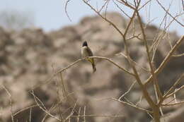 Image of White-eyed Bulbul