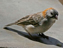 Image of Speckle-fronted Weaver