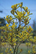 Image of Anigozanthos flavidus Redouté