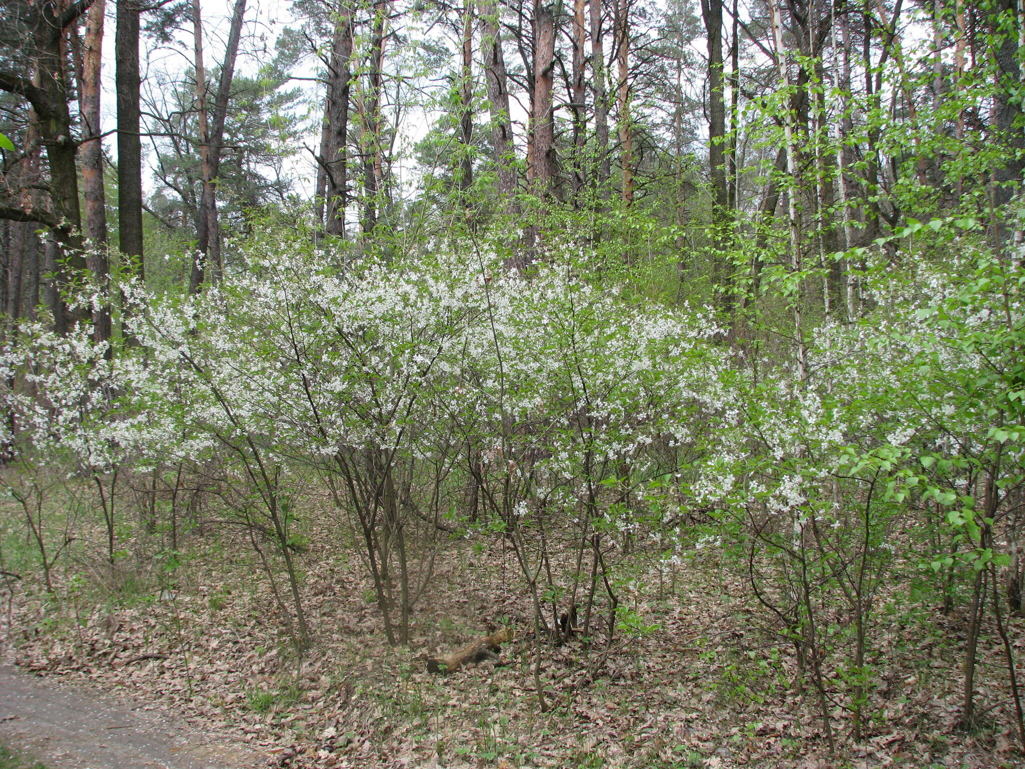 Imagem de Prunus fruticosa Pall.