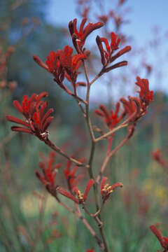 Image of Anigozanthos flavidus Redouté