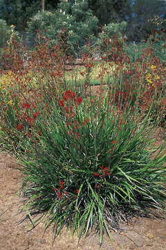 Image of bloodwort family